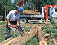 木材の伐採・積出し