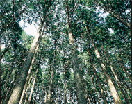 宮川地区の森林